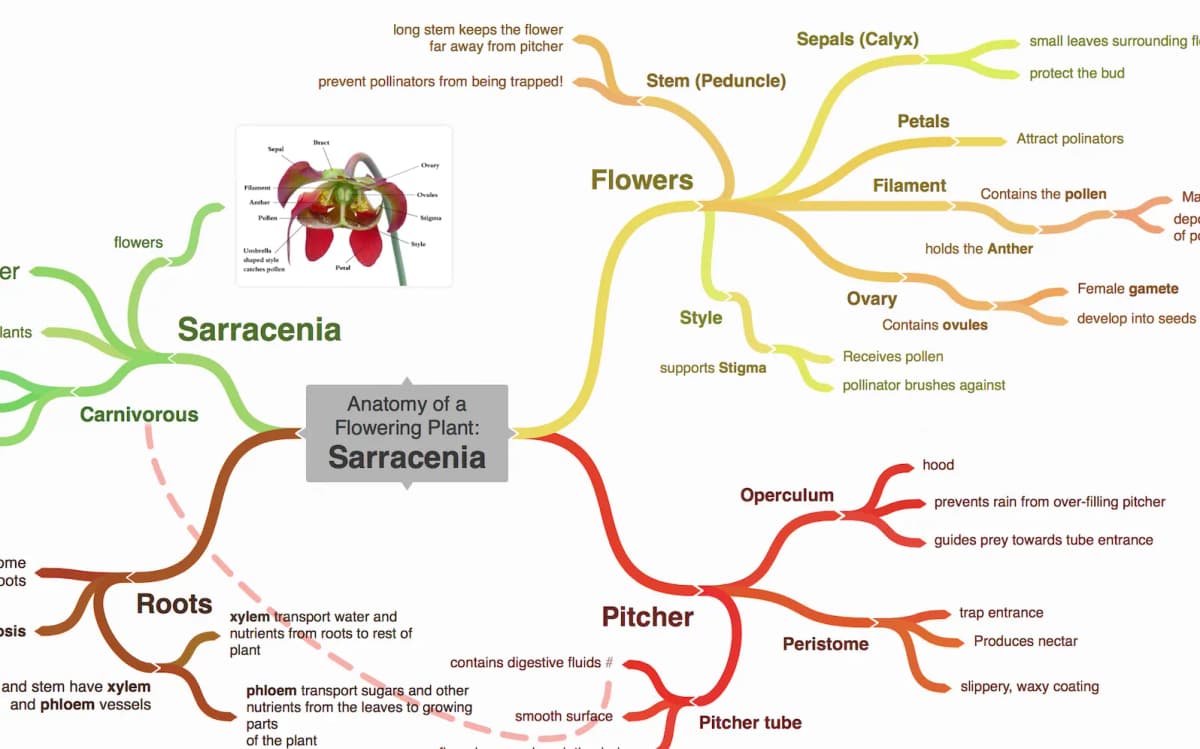 Coggle public plant mind map in a browser