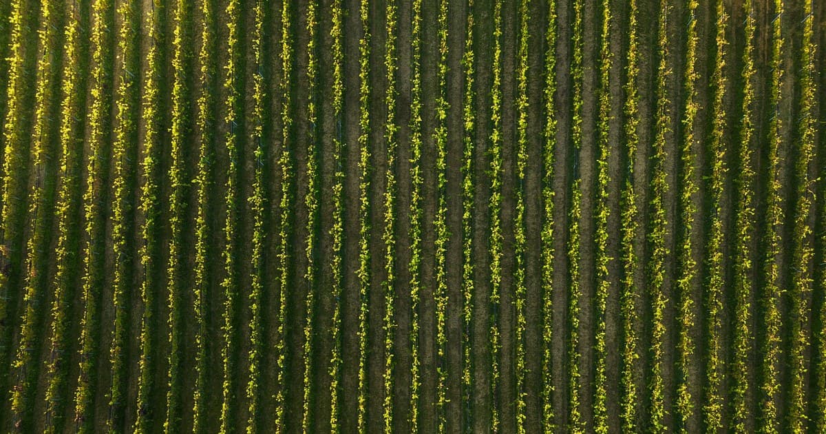 Aerial view of vineyard rows in an evenly spaced pattern.
