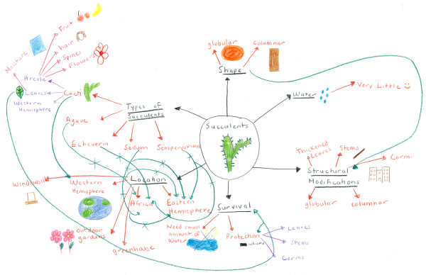 Published student mind map centered on succulents, with hierarchical branches and cross-links between concepts.